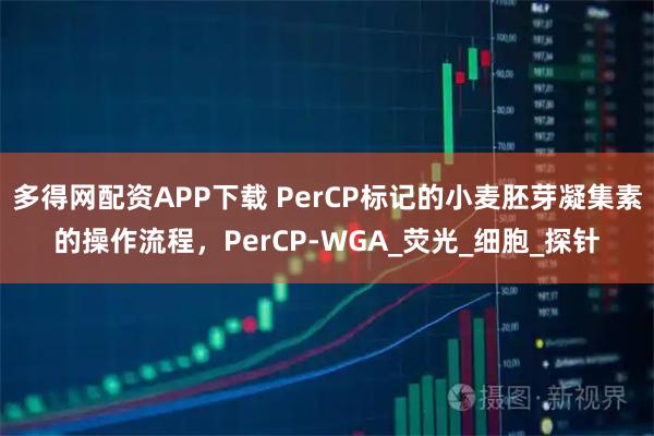 多得网配资APP下载 PerCP标记的小麦胚芽凝集素的操作流程，PerCP-WGA_荧光_细胞_探针
